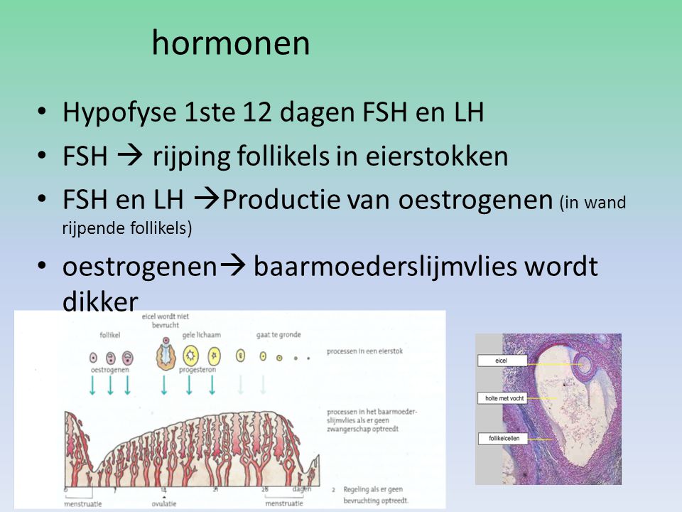 hormonen Hypofyse 1ste 12 dagen FSH en LH