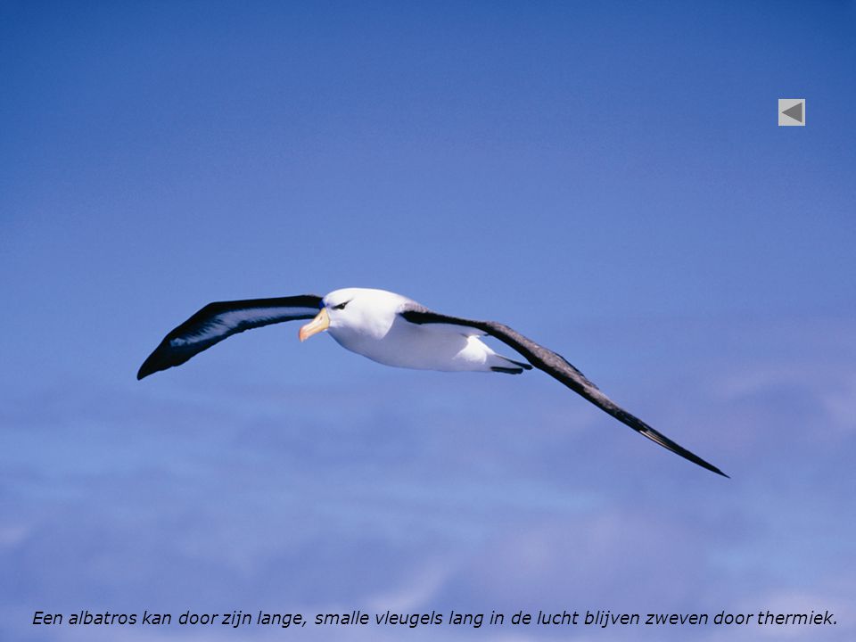 Een albatros kan door zijn lange, smalle vleugels lang in de lucht blijven zweven door thermiek.