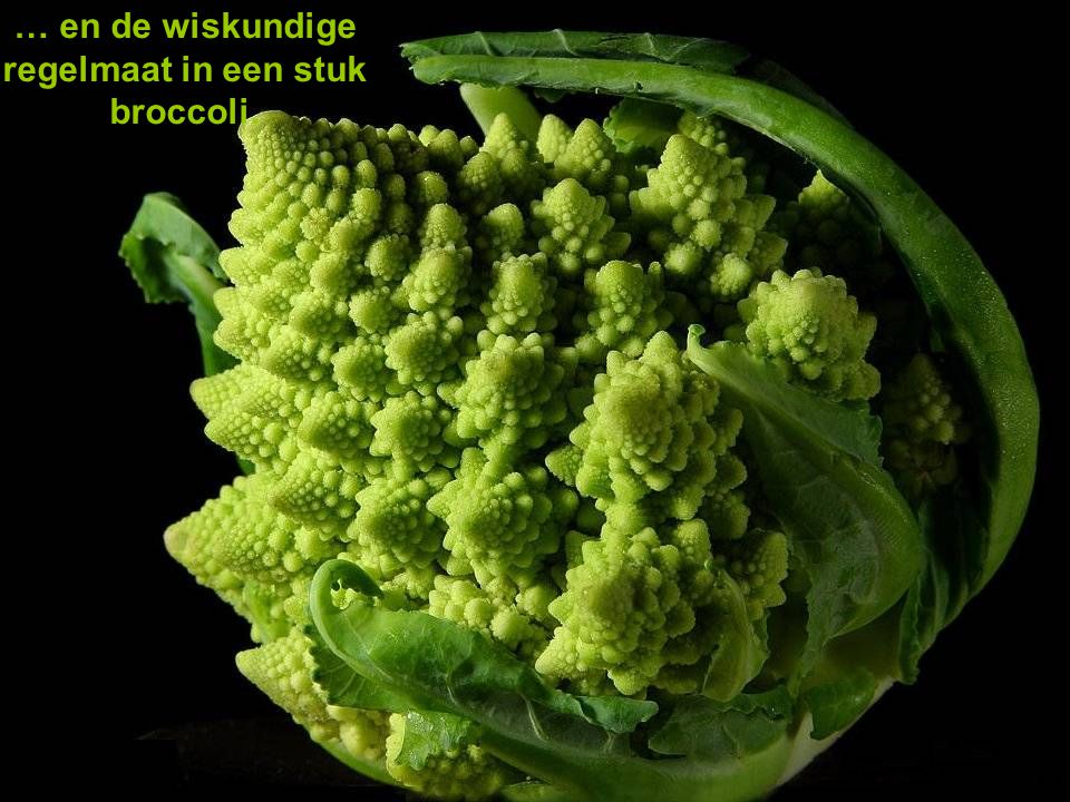 … en de wiskundige regelmaat in een stuk broccoli.