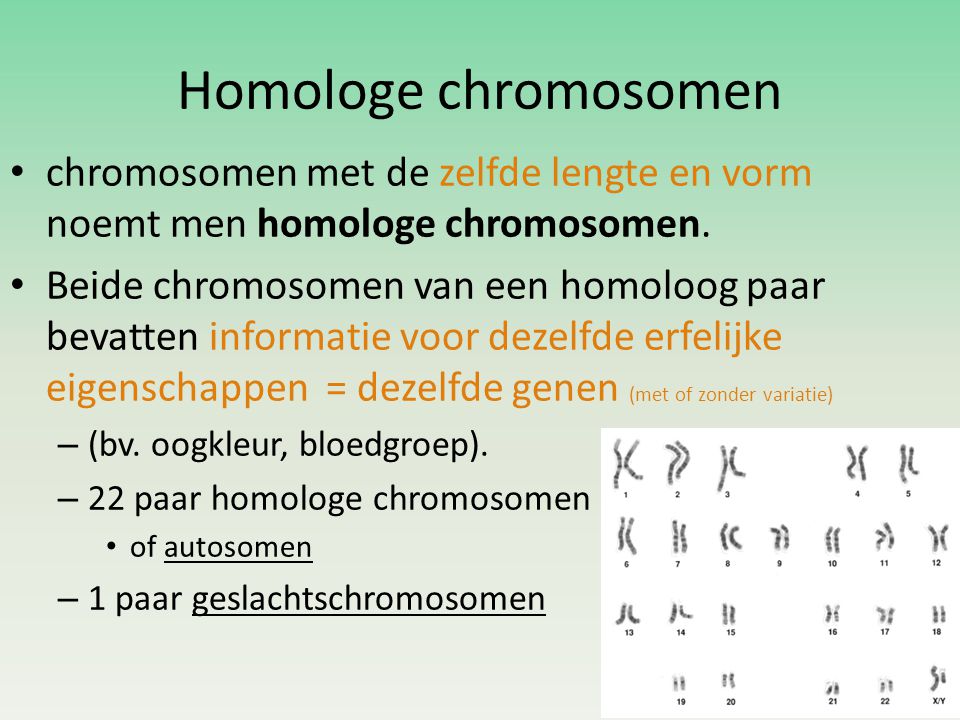 Homologe chromosomen chromosomen met de zelfde lengte en vorm noemt men homologe chromosomen.