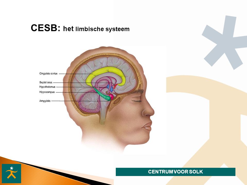 CESB: het limbische systeem