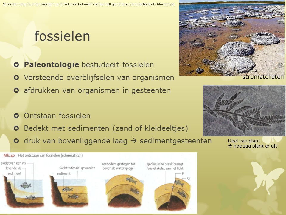 fossielen Paleontologie bestudeert fossielen