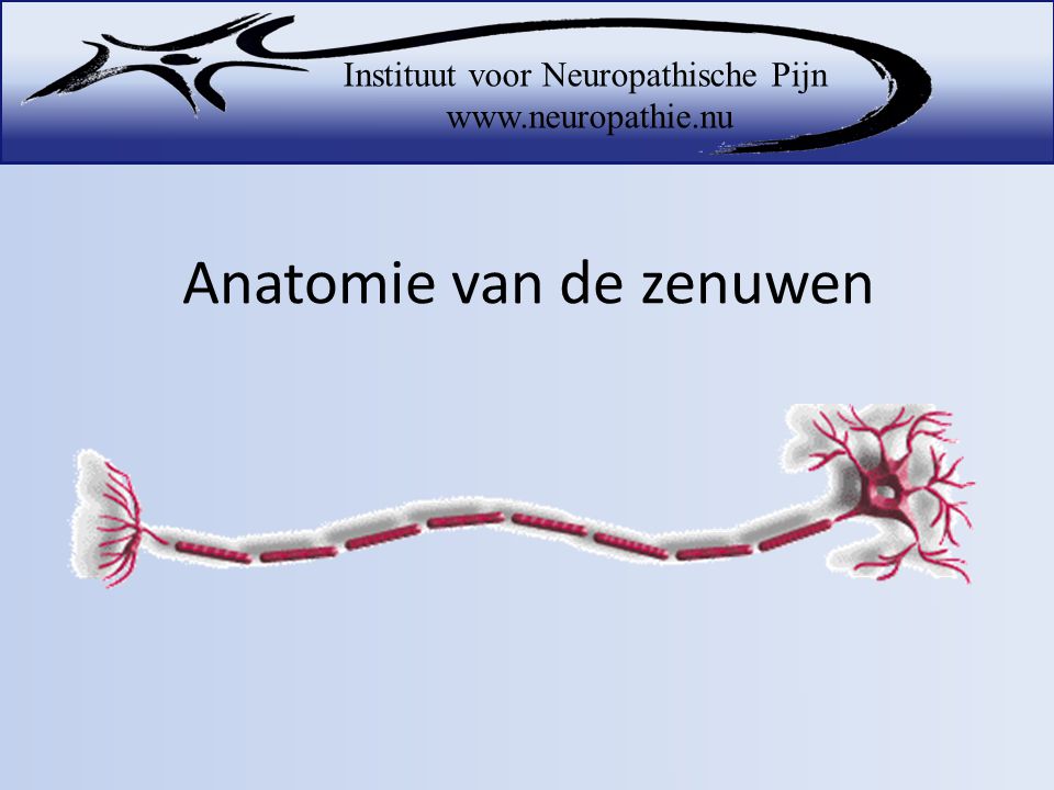 Anatomie van de zenuwen