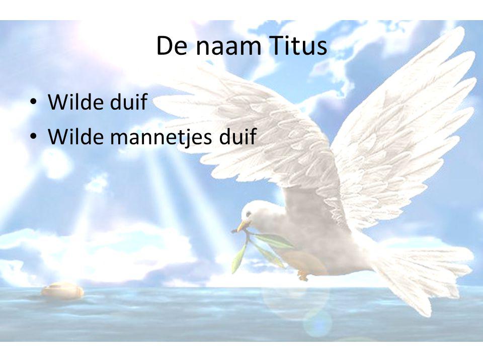 De naam Titus Wilde duif Wilde mannetjes duif