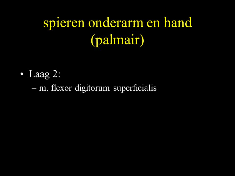 spieren onderarm en hand (palmair)