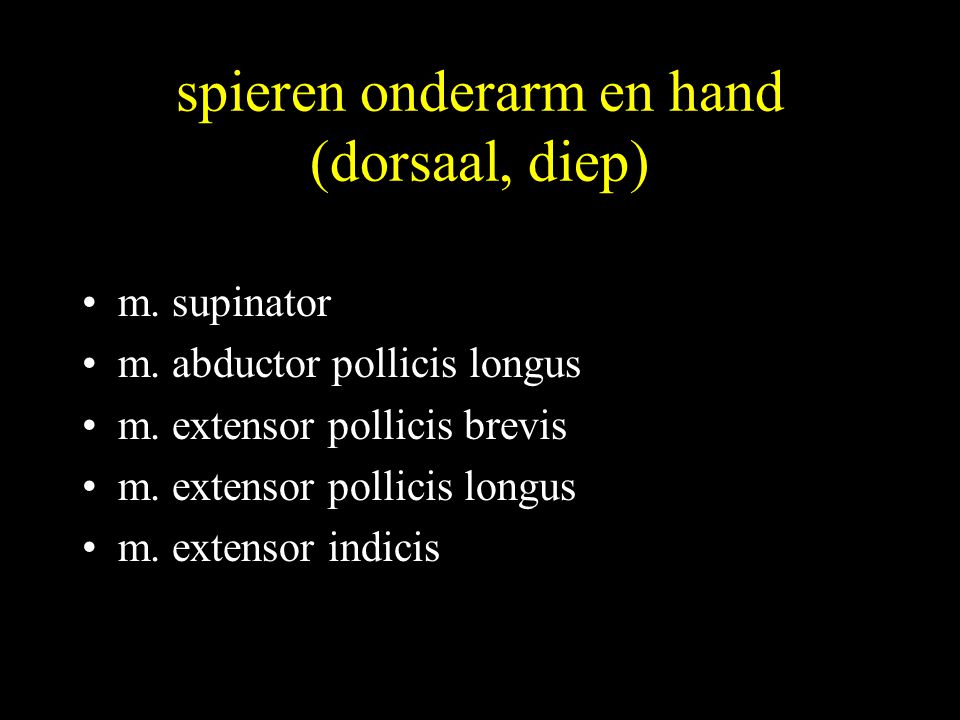 spieren onderarm en hand (dorsaal, diep)
