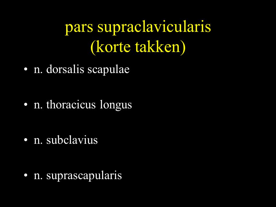 pars supraclavicularis (korte takken)