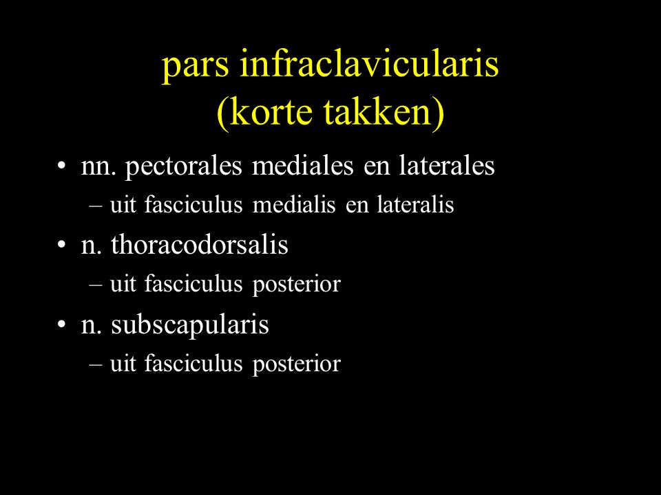 pars infraclavicularis (korte takken)