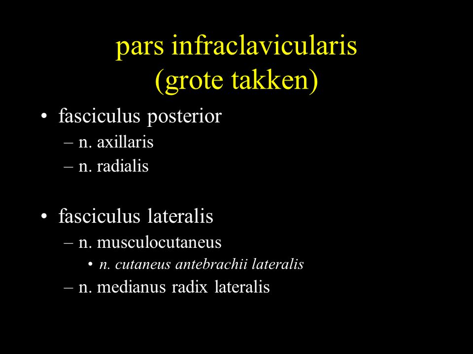pars infraclavicularis (grote takken)