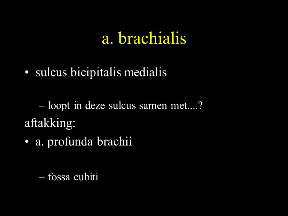 a. brachialis sulcus bicipitalis medialis aftakking: