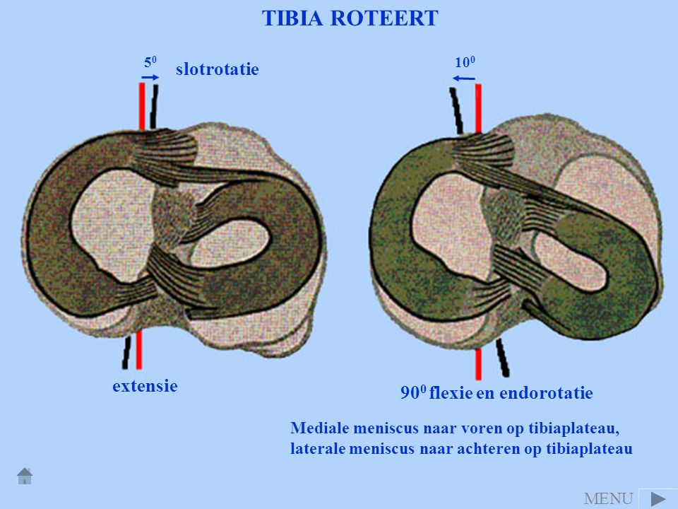 TIBIA ROTEERT slotrotatie extensie 900 flexie en endorotatie