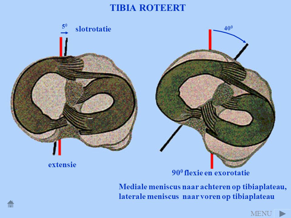 TIBIA ROTEERT slotrotatie extensie 900 flexie en exorotatie