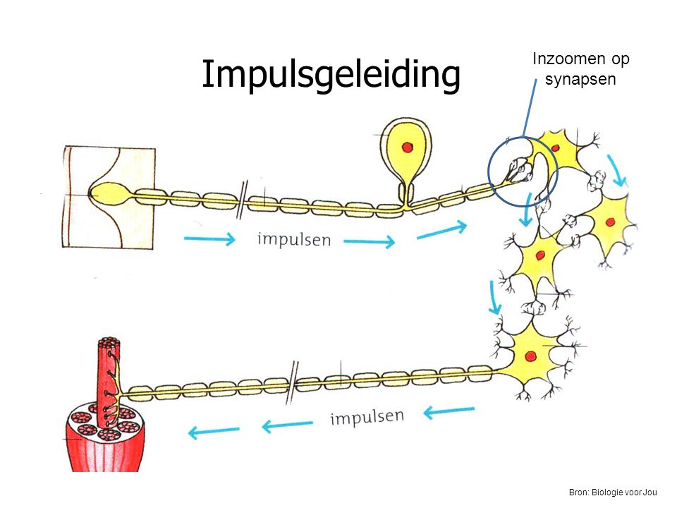 Impulsgeleiding Inzoomen op synapsen Bron: Biologie voor Jou