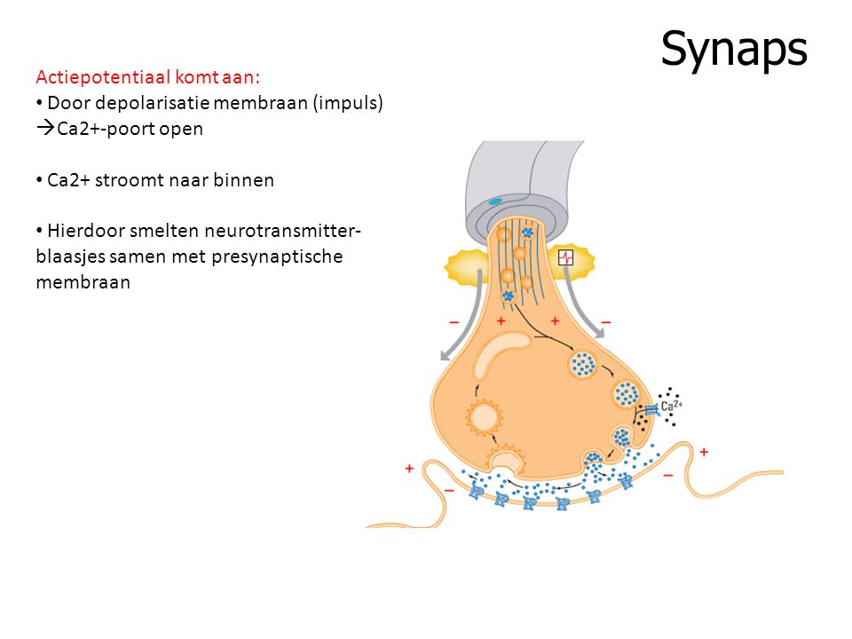 Synaps Actiepotentiaal komt aan: Door depolarisatie membraan (impuls)