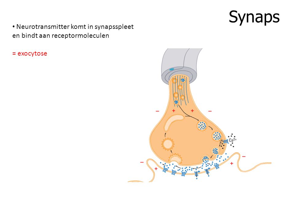 Synaps Neurotransmitter komt in synapsspleet