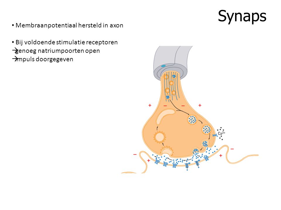 Synaps Membraanpotentiaal hersteld in axon
