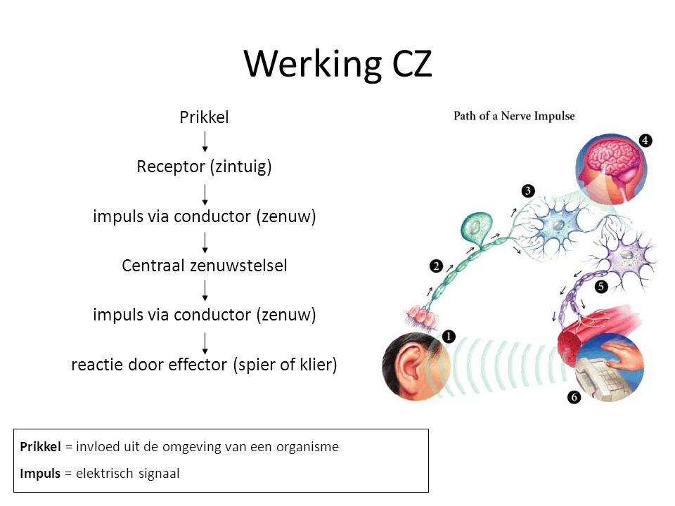 Werking CZ Prikkel Receptor (zintuig) impuls via conductor (zenuw)