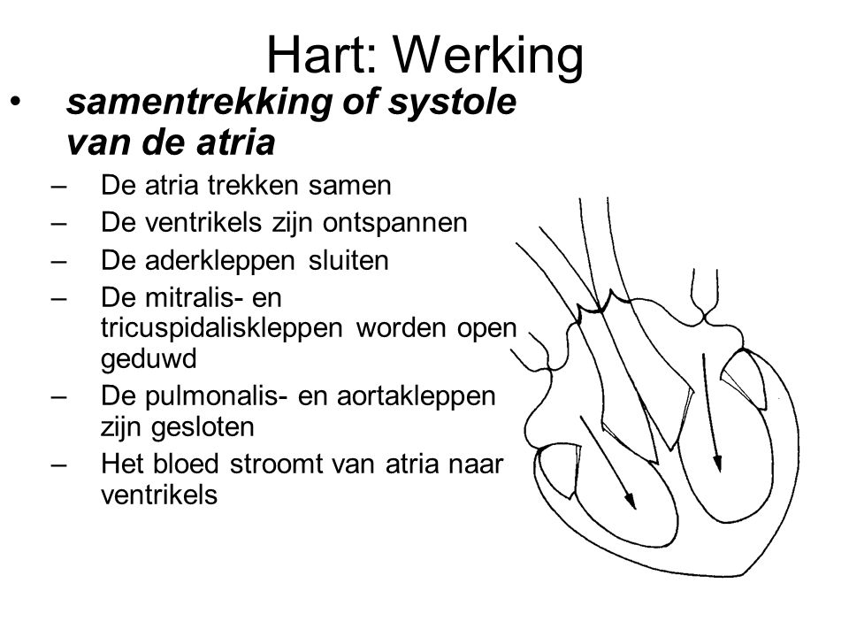 Hart: Werking samentrekking of systole van de atria