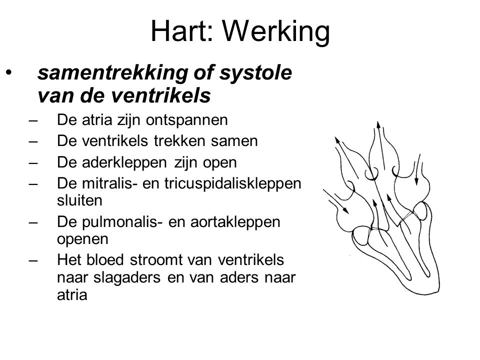 Hart: Werking samentrekking of systole van de ventrikels