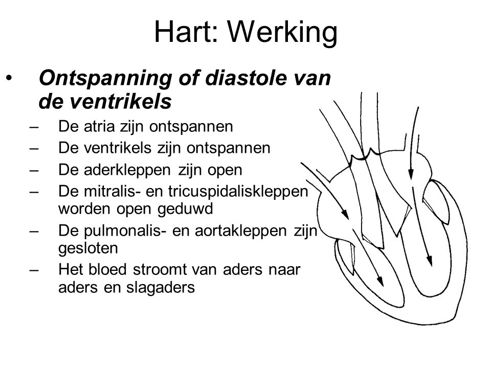 Hart: Werking Ontspanning of diastole van de ventrikels