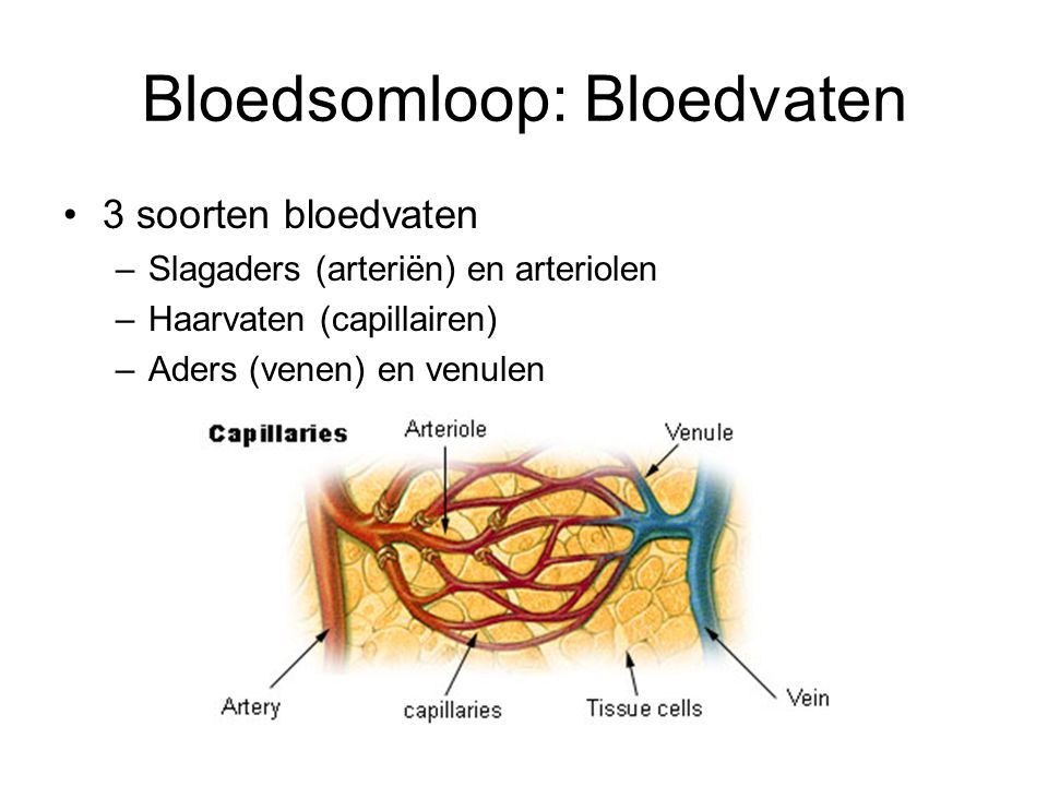Bloedsomloop: Bloedvaten
