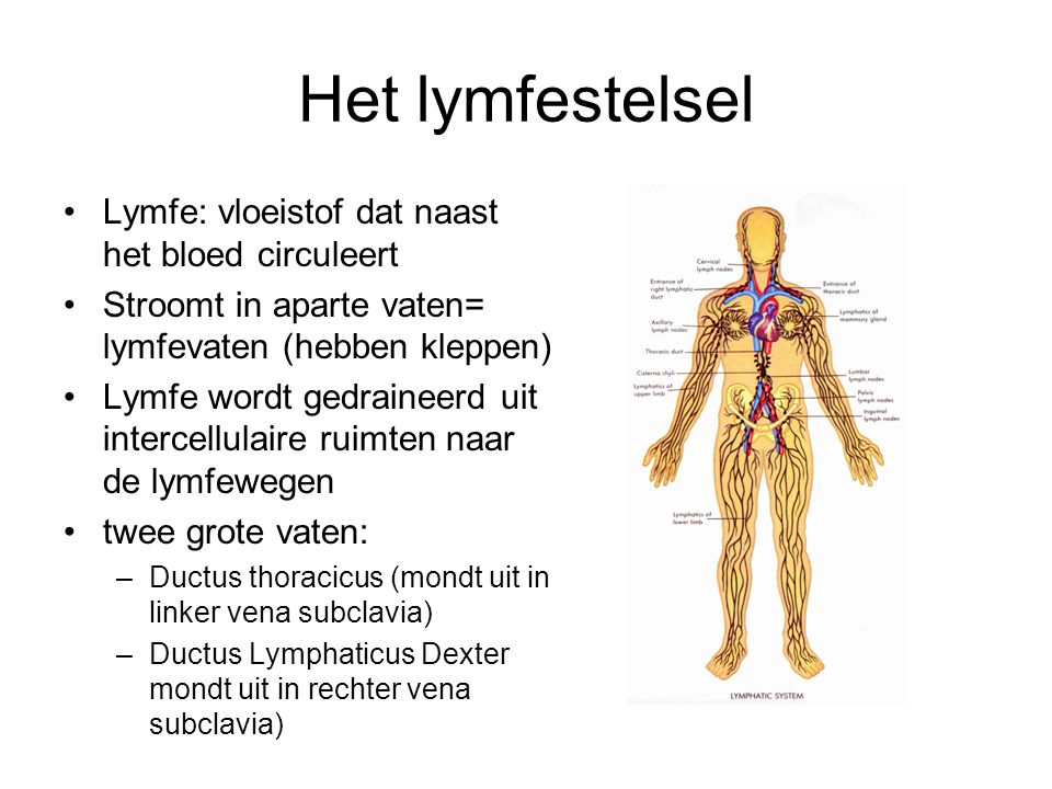 Het lymfestelsel Lymfe: vloeistof dat naast het bloed circuleert