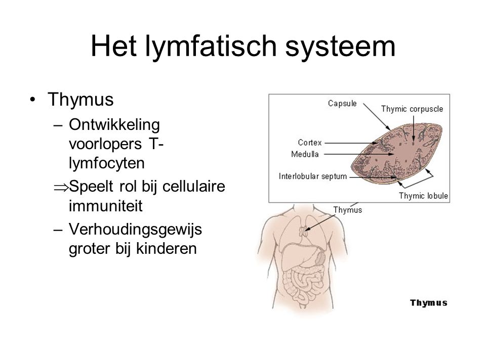 Het lymfatisch systeem
