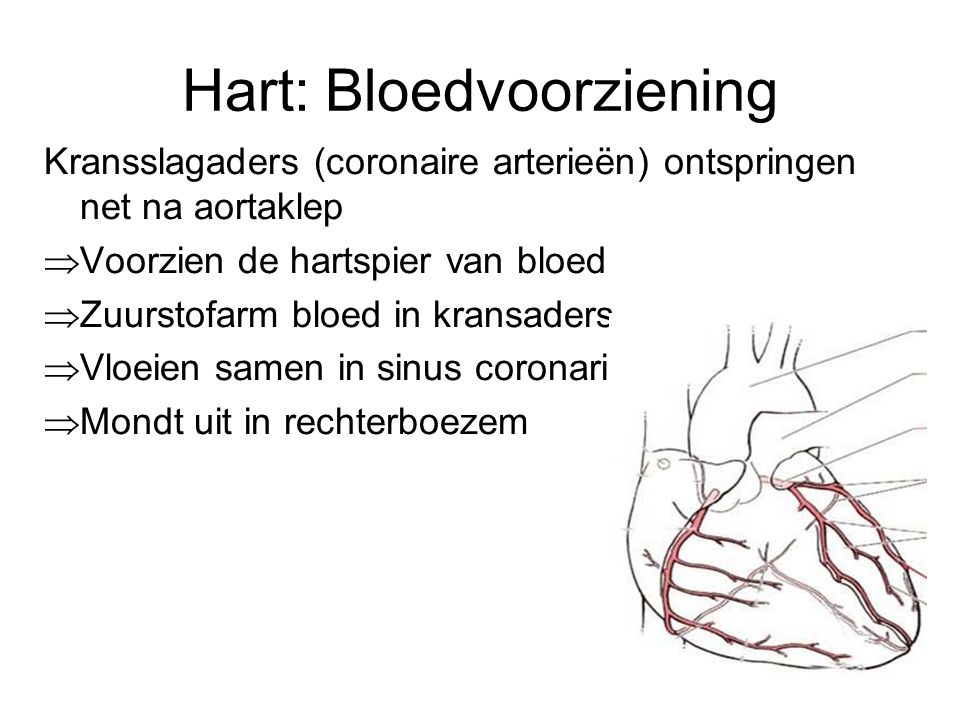 Hart: Bloedvoorziening