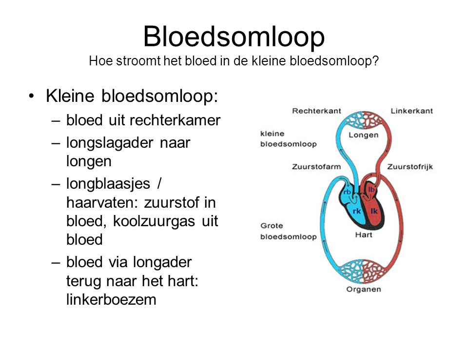 Bloedsomloop Hoe stroomt het bloed in de kleine bloedsomloop