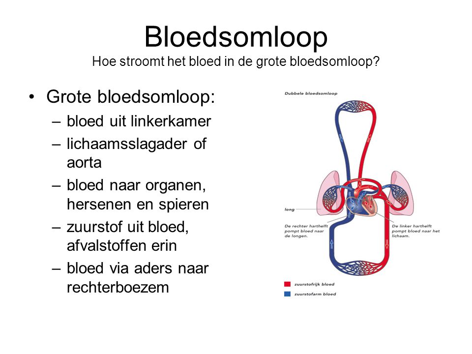 Bloedsomloop Hoe stroomt het bloed in de grote bloedsomloop