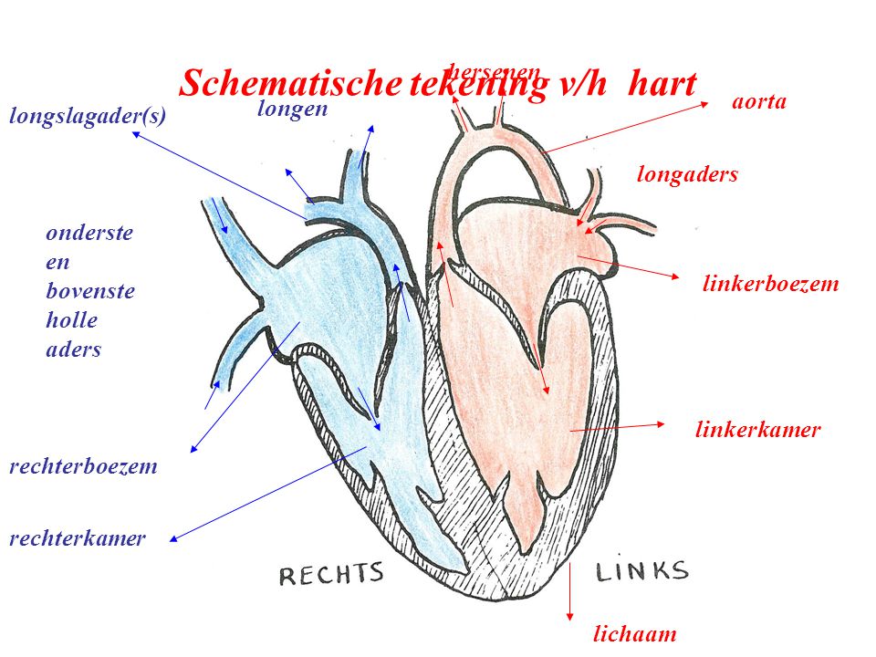 Schematische tekening v/h hart