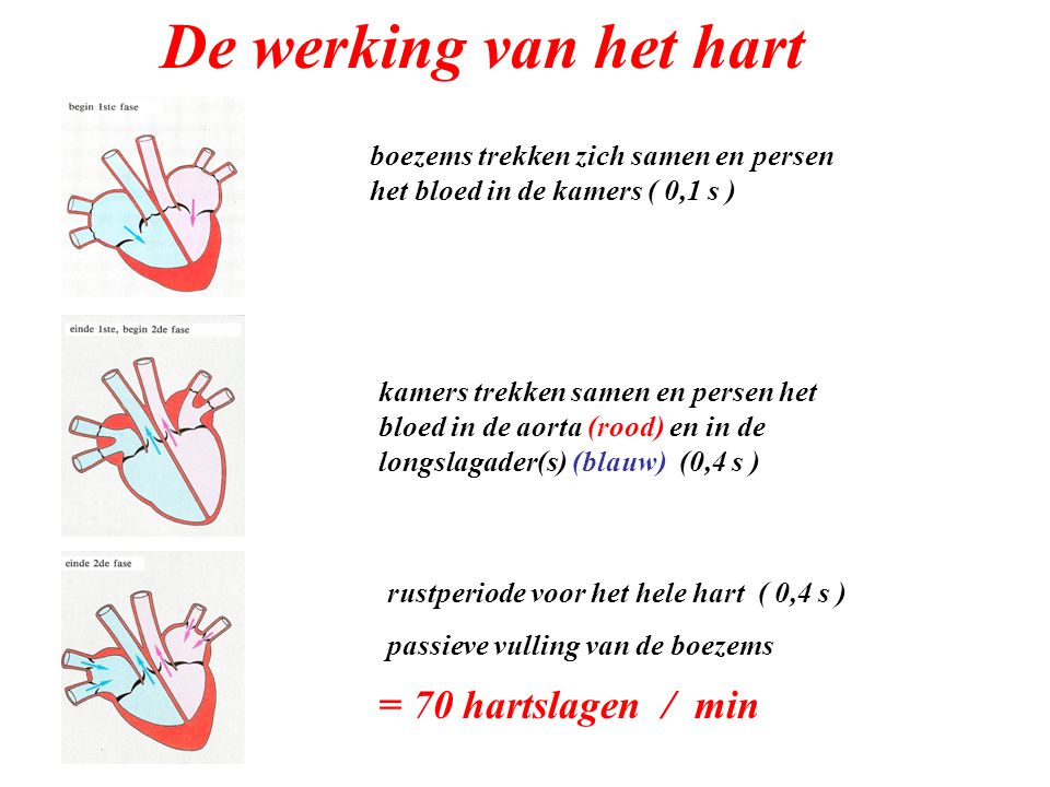 De werking van het hart = 70 hartslagen / min
