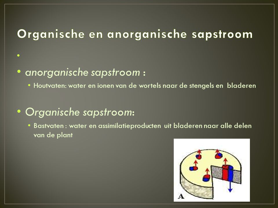 Organische en anorganische sapstroom