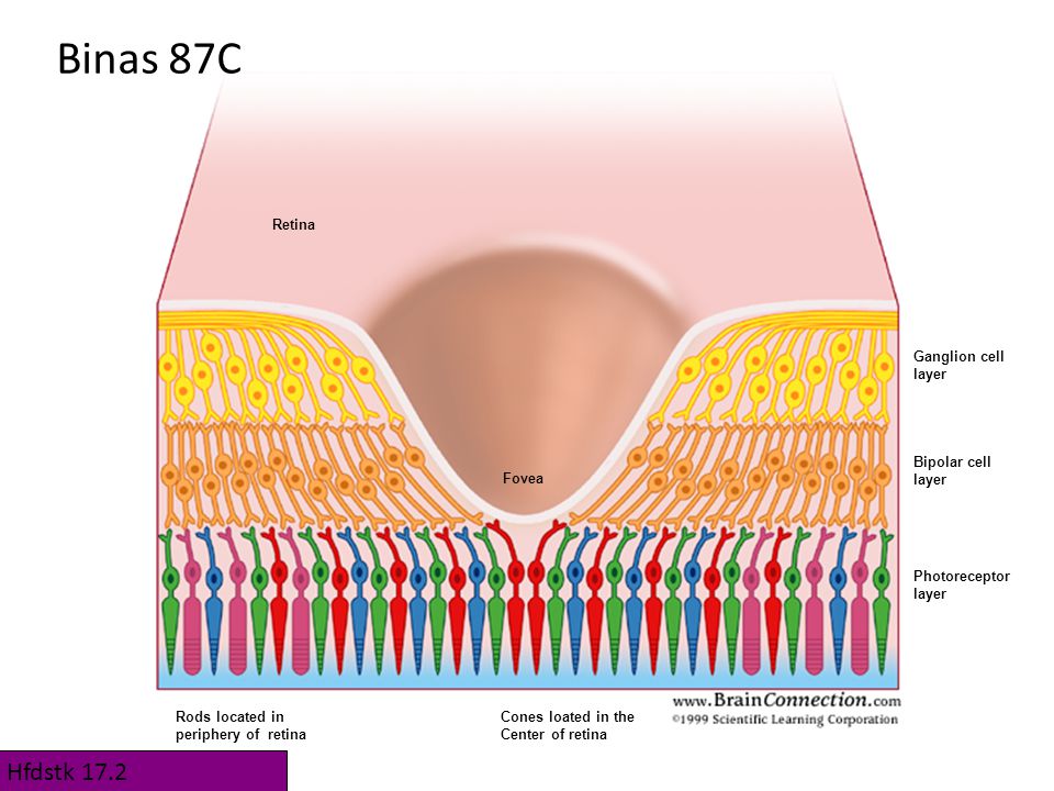 Binas 87C Hfdstk 17.2 Retina Ganglion cell layer Bipolar cell layer