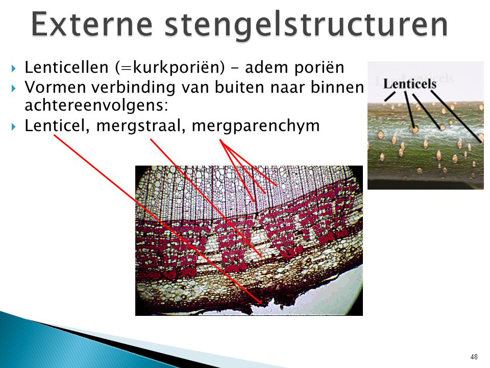 Externe stengelstructuren