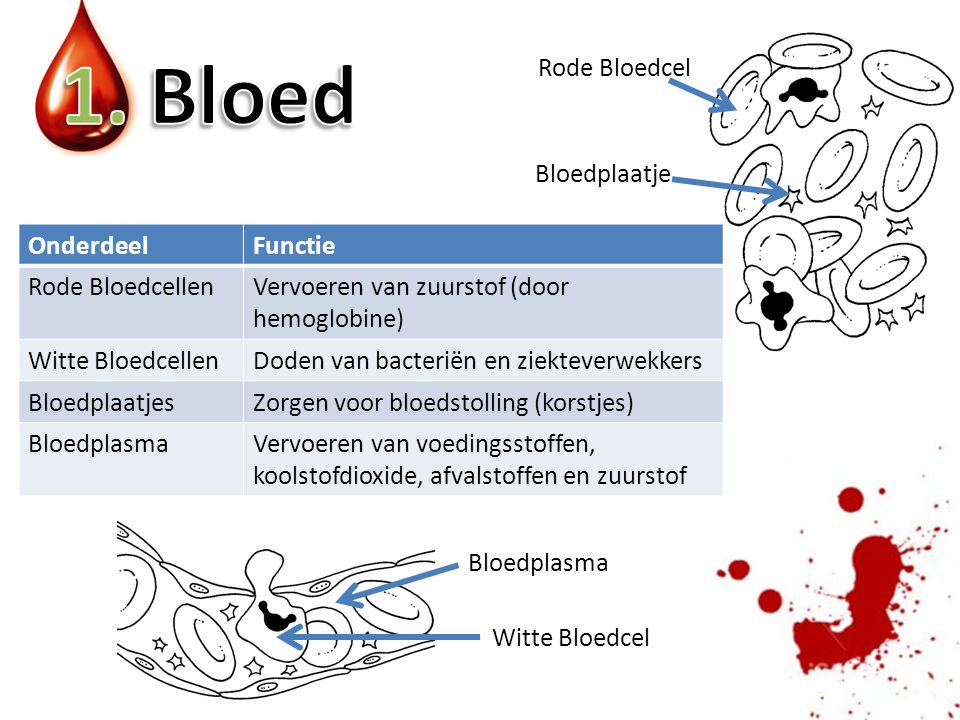 1. Bloed Rode Bloedcel Bloedplaatje Onderdeel Functie Rode Bloedcellen