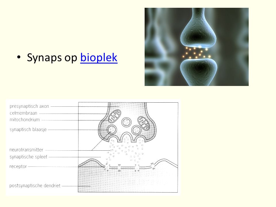 Synaps op bioplek