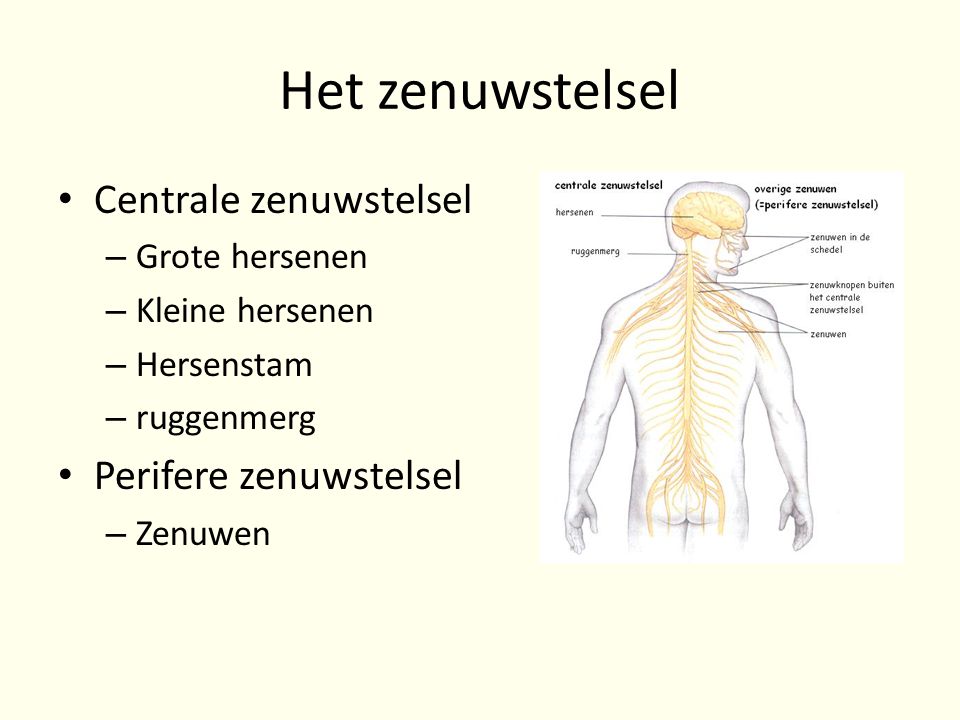 Het zenuwstelsel Centrale zenuwstelsel Perifere zenuwstelsel