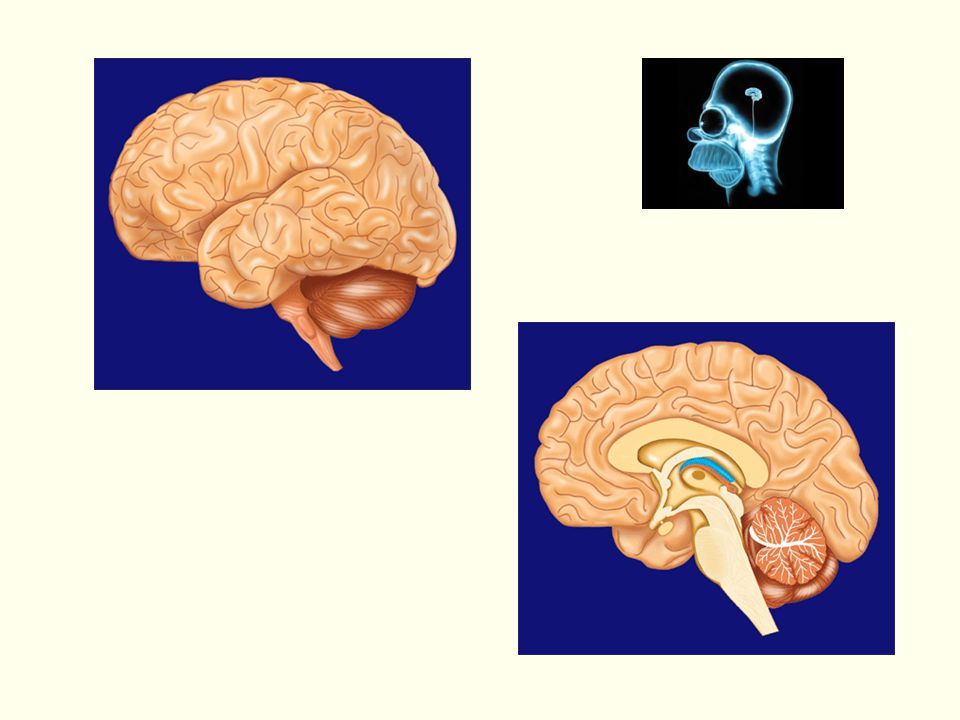 Verschillende onderdelen hersenen worden in het plaatje aangegeven, plaatje homer simpson: filmpje 1.09m