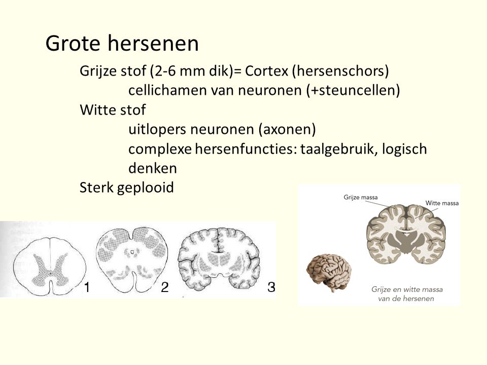 Grote hersenen Grijze stof (2-6 mm dik)= Cortex (hersenschors)