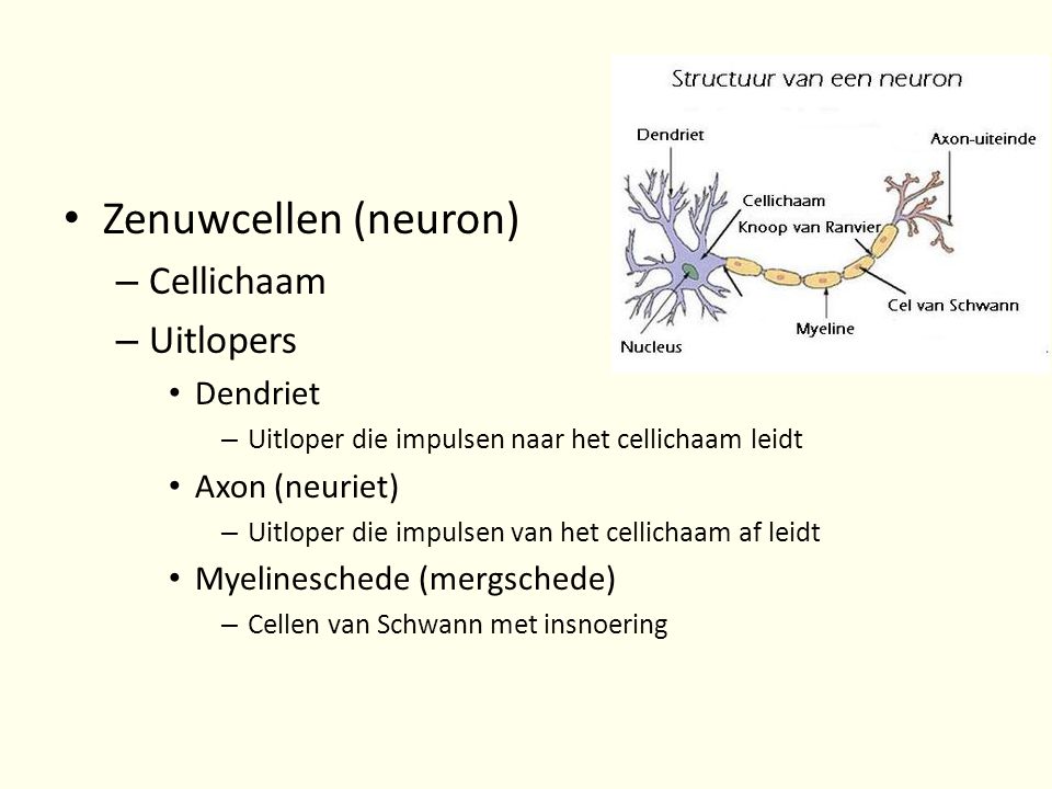 Zenuwcellen (neuron) Cellichaam Uitlopers Dendriet Axon (neuriet)
