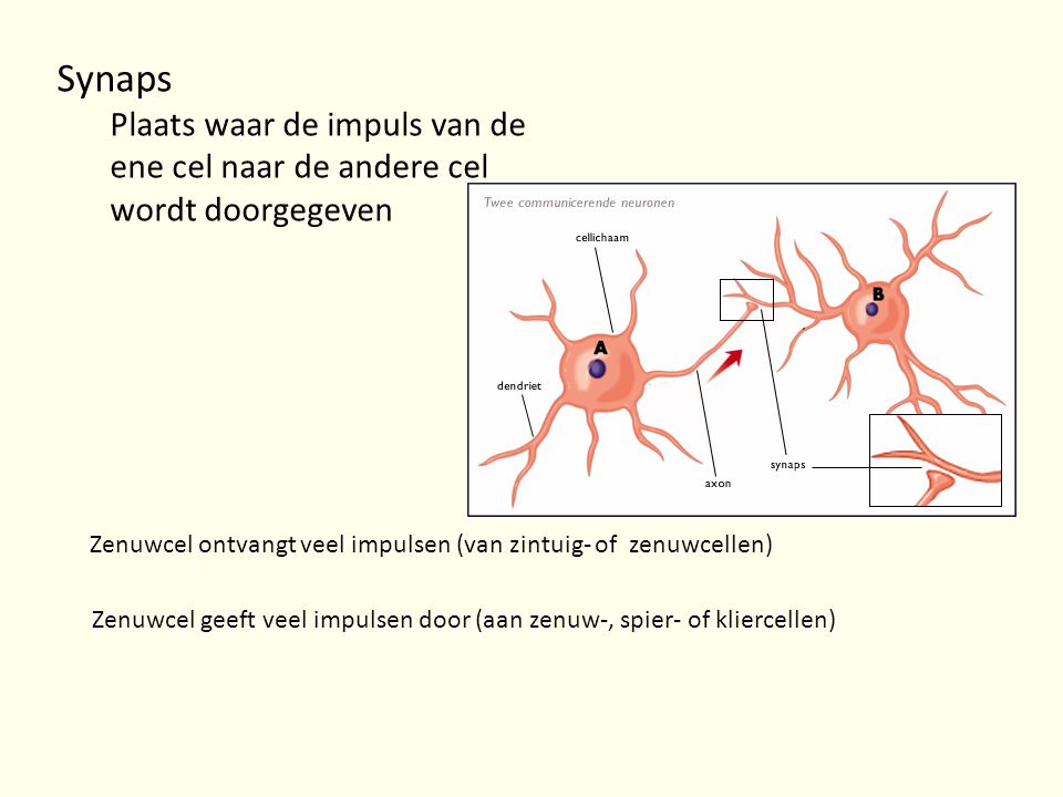 Synaps Plaats waar de impuls van de ene cel naar de andere cel wordt doorgegeven. Zenuwcel ontvangt veel impulsen (van zintuig- of zenuwcellen)