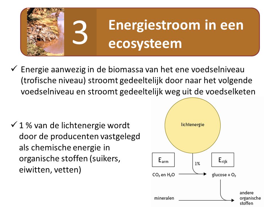 3 Energiestroom in een ecosysteem