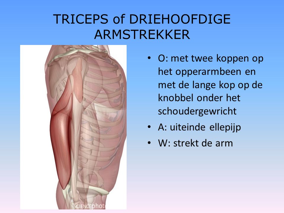 TRICEPS of DRIEHOOFDIGE ARMSTREKKER
