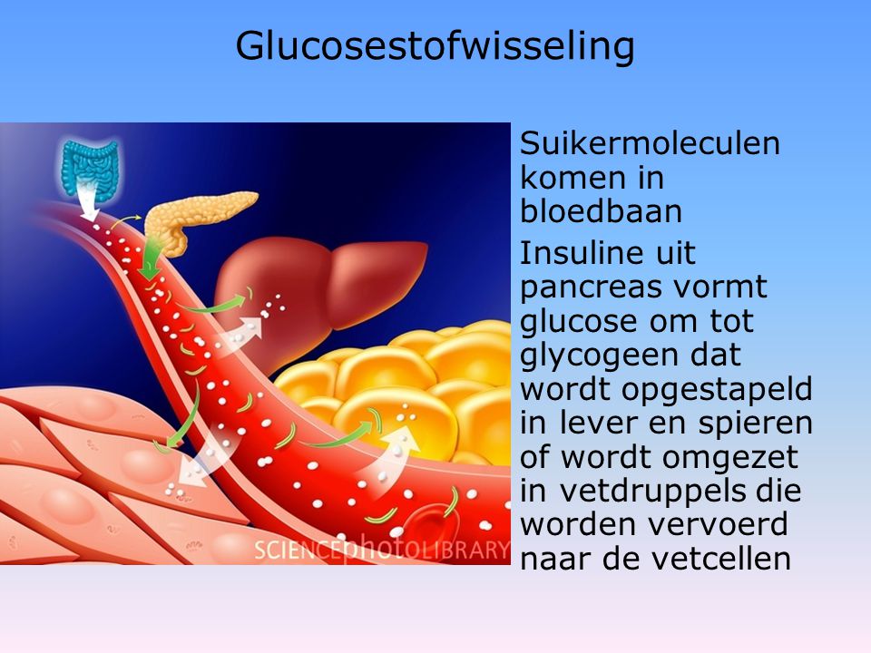 Glucosestofwisseling