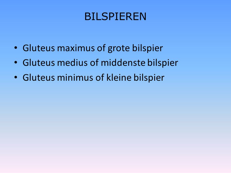 BILSPIEREN Gluteus maximus of grote bilspier. Gluteus medius of middenste bilspier.