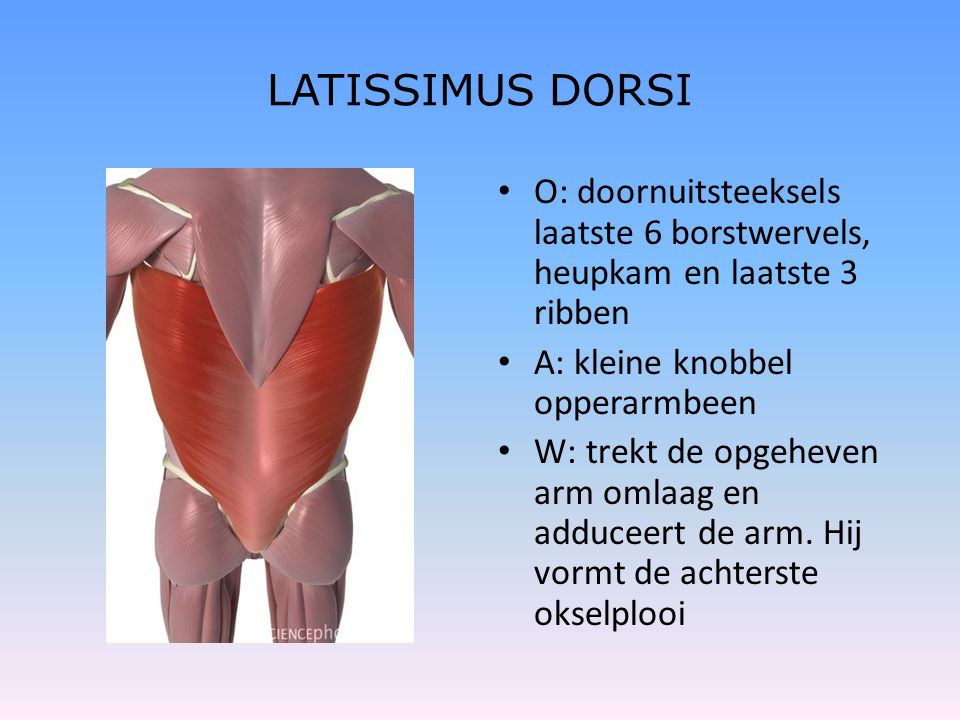 LATISSIMUS DORSI O: doornuitsteeksels laatste 6 borstwervels, heupkam en laatste 3 ribben. A: kleine knobbel opperarmbeen.