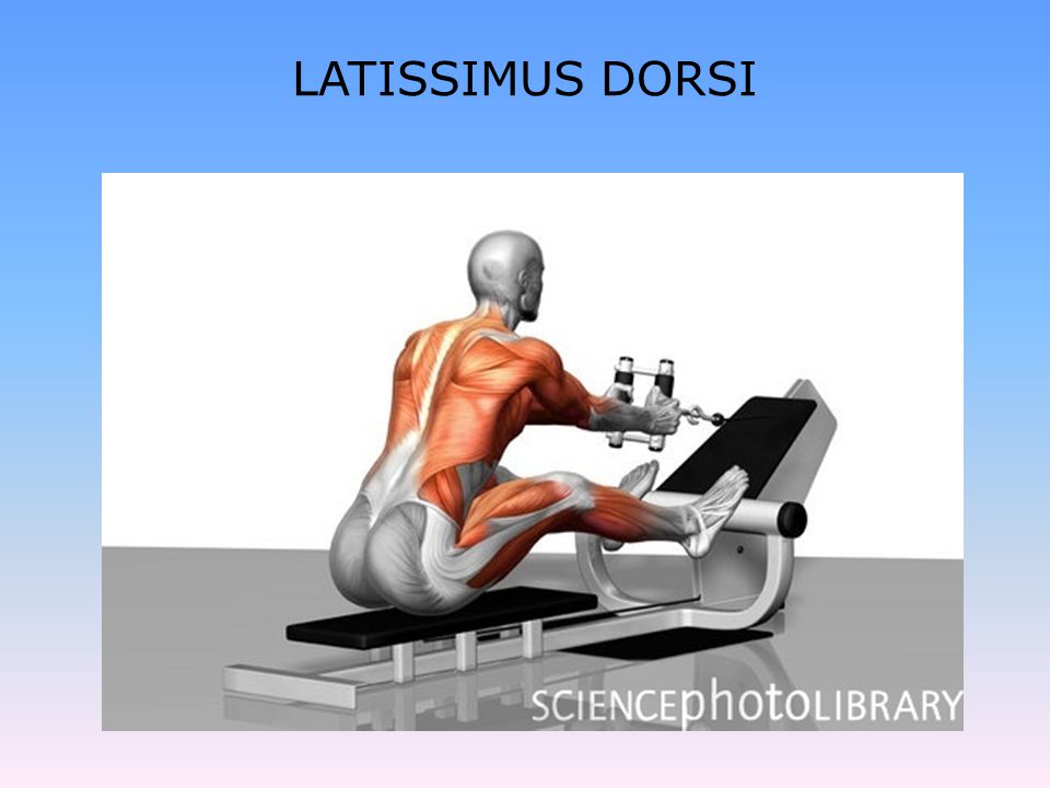 LATISSIMUS DORSI
