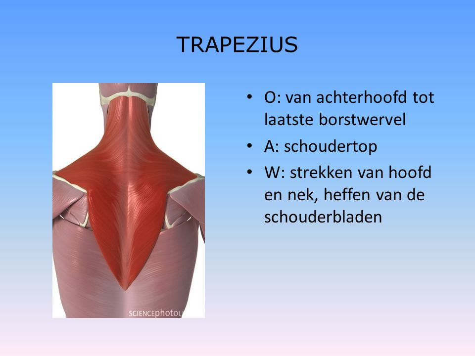 TRAPEZIUS O: van achterhoofd tot laatste borstwervel A: schoudertop