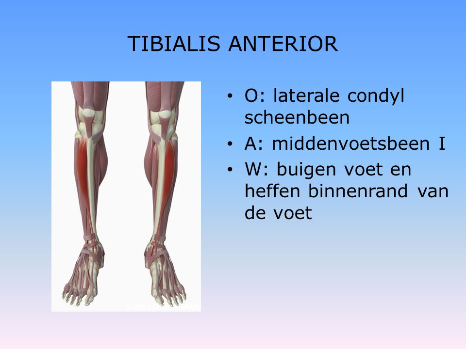 TIBIALIS ANTERIOR O: laterale condyl scheenbeen A: middenvoetsbeen I